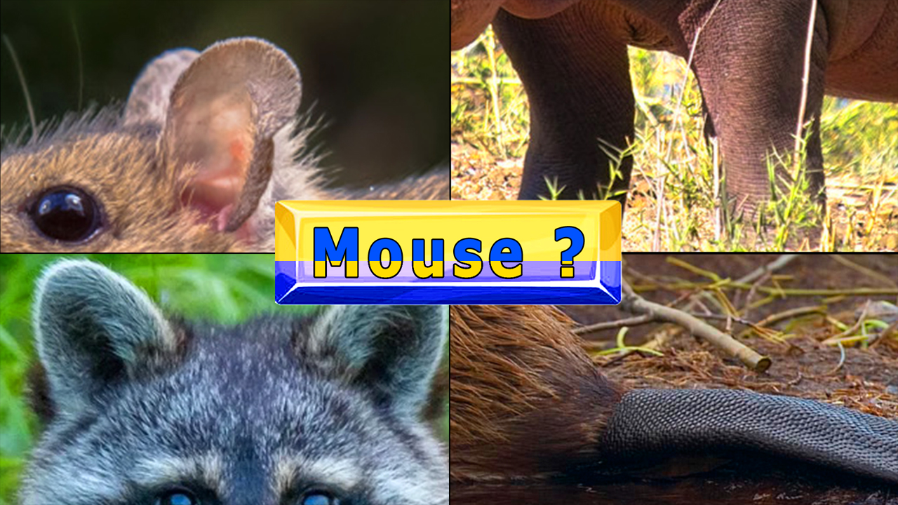 Guess the animals. The Quiz Show.