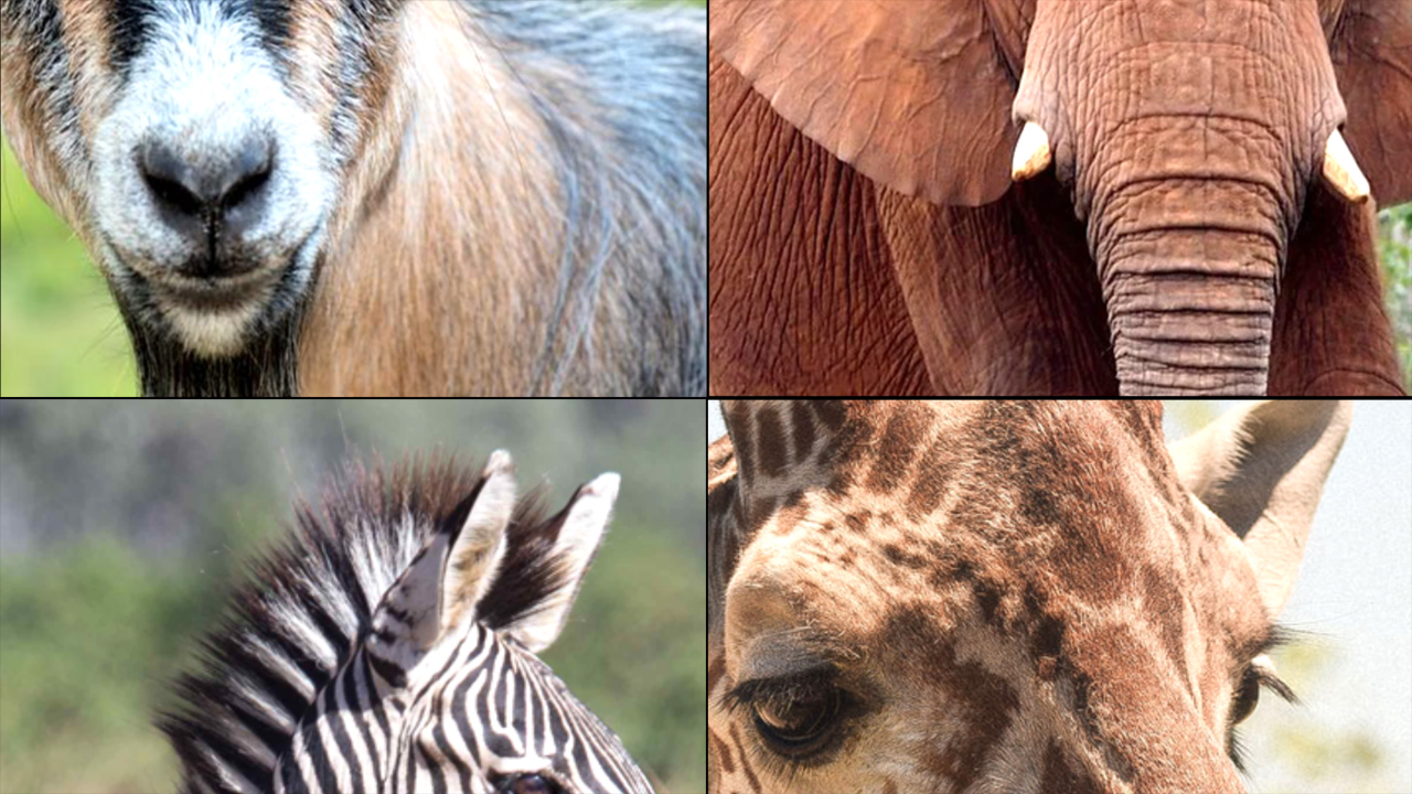Guess the animals of Africa. Quiz show.
