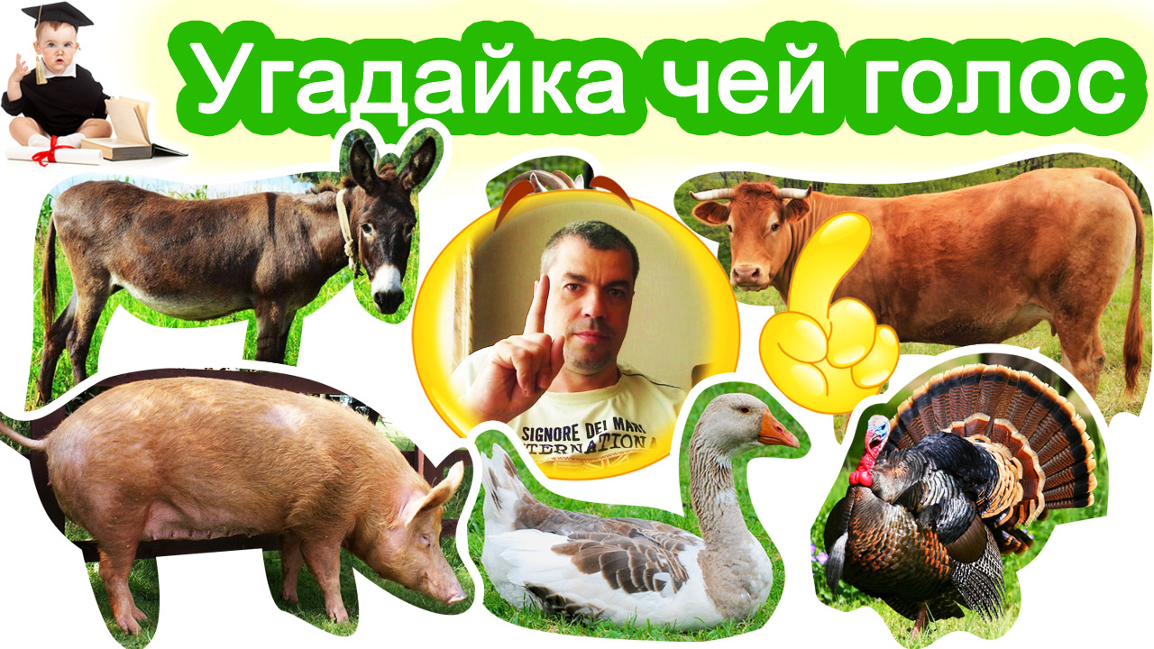 Угадайка чей голос. Животные для детей 667